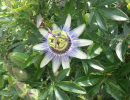 ddolores-passiflora-caerulea (126K)