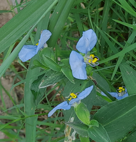 flor-de-santa-lucia-01 (421K)